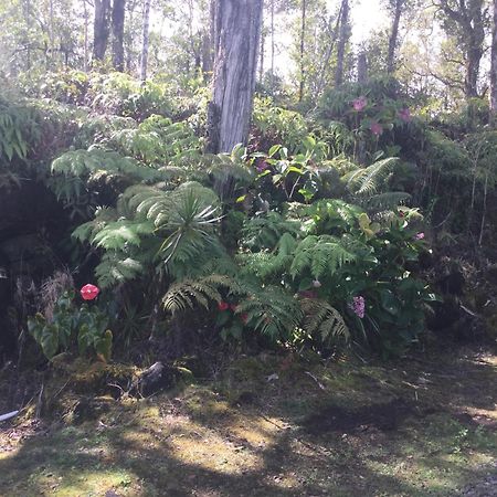 Simply Convenient Tropical Country Studio 芒廷维尤 外观 照片
