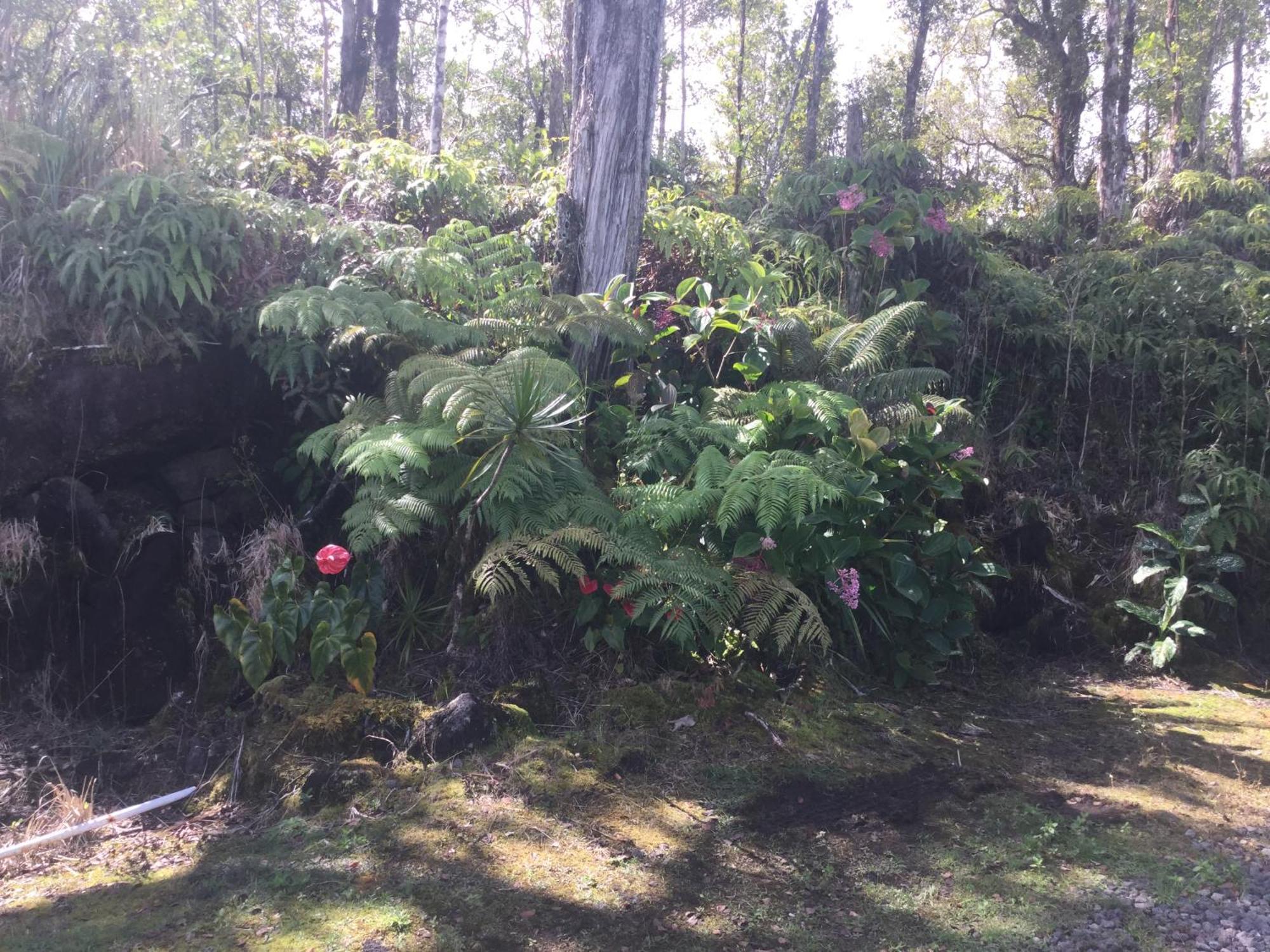 Simply Convenient Tropical Country Studio 芒廷维尤 外观 照片